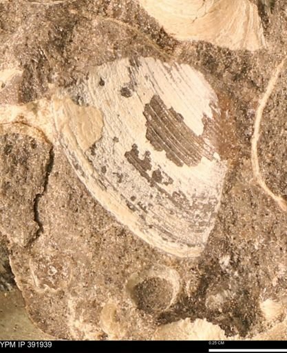 Protocardia sp.
