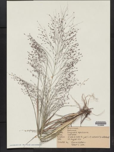 Eragrostis spectabilis