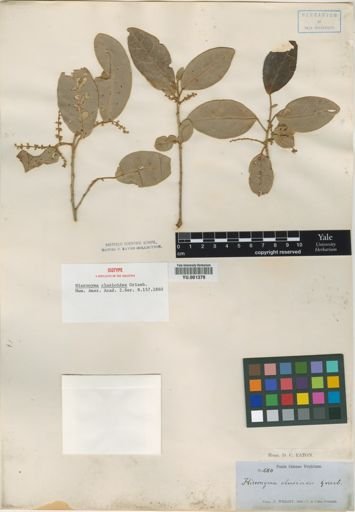 Hieronyma clusioides