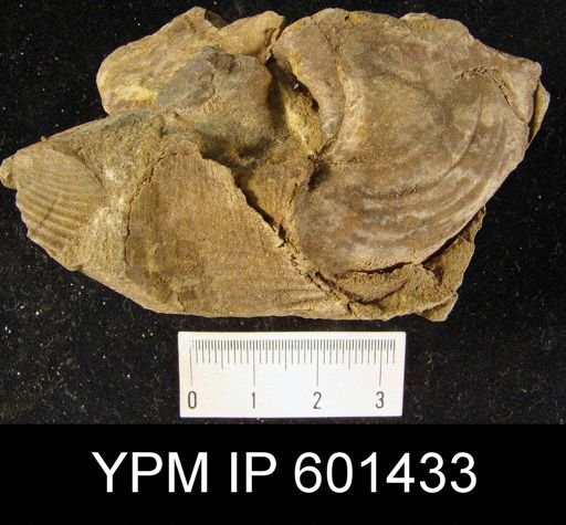 Spirifer curvatus