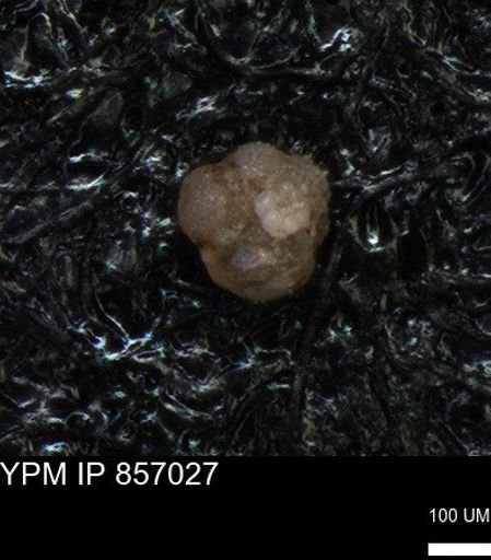 undet. Foraminiferida