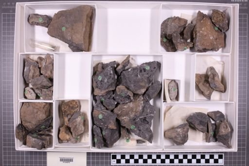 mixed taxa, stratigraphic collection