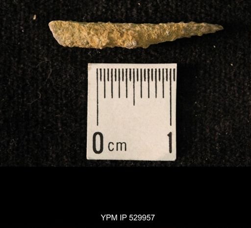 Archaeocidaris sp.
