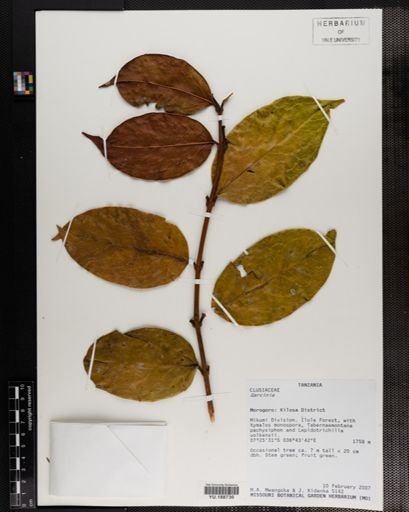 Plantae