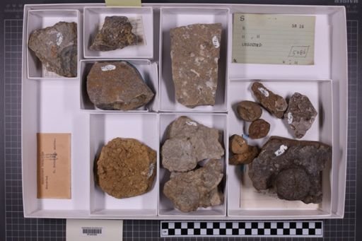 mixed taxa, stratigraphic collection