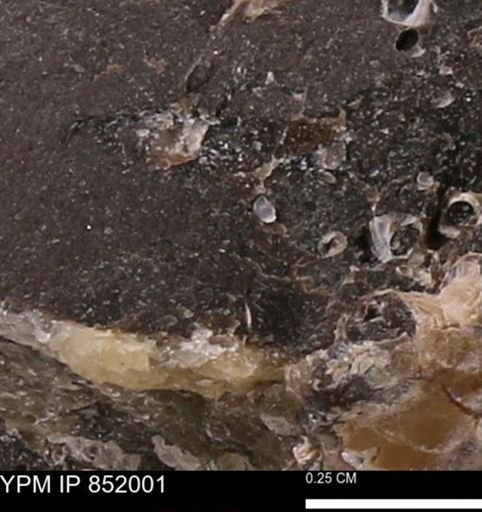 undet. Foraminifera