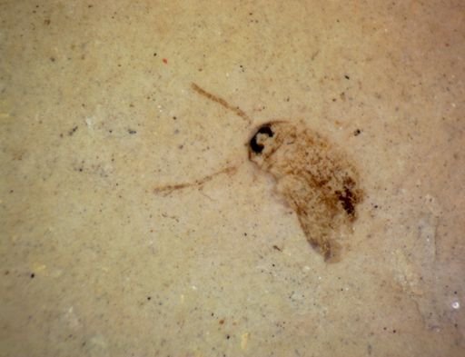 undet. Coleoptera
