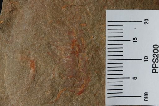 undet. Arthropoda