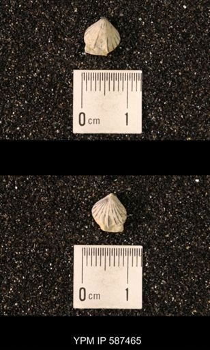 Camarotoechia whitei