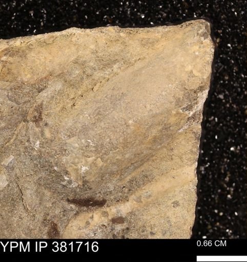 Macropleura macropleura