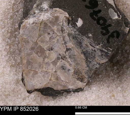 Inoceramidae?