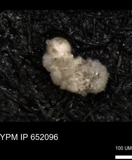 undet. Foraminiferida