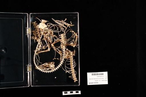 Varanus rudicollis