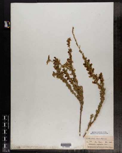 Plantae