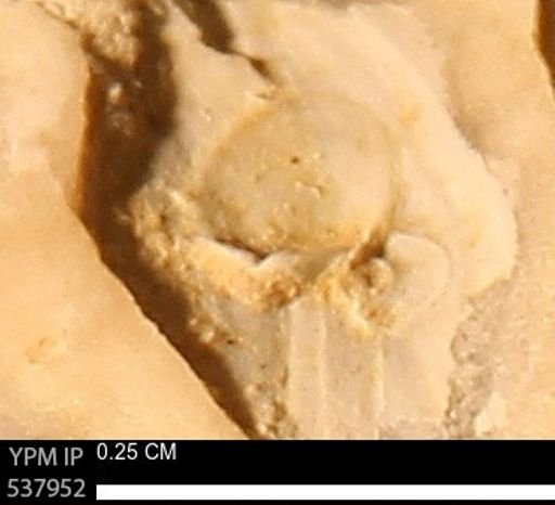 Ostreidae?