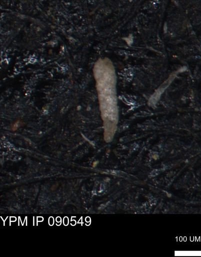 undet. Foraminiferida