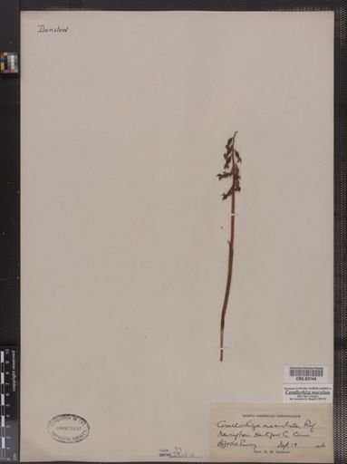 Corallorhiza maculata