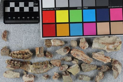 Poebrotherium sp.