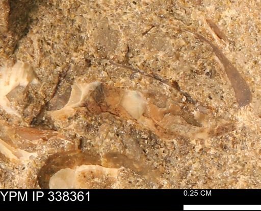 undet. Mollusca