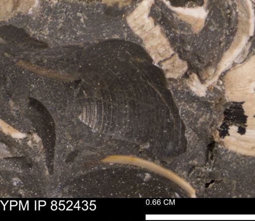 Limopsis striatopunctatus