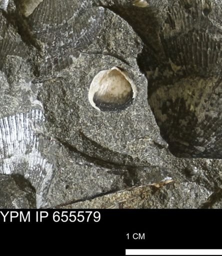 Protocardia?