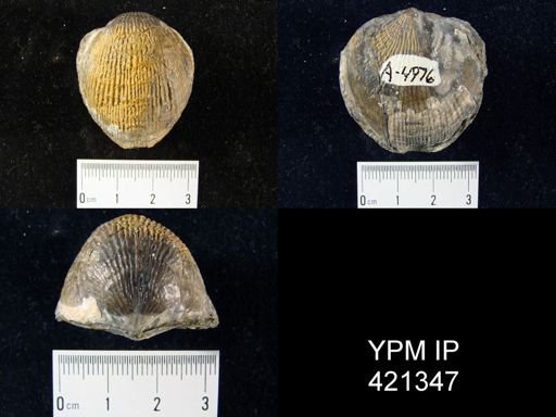 undet. Atrypidae