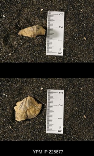 Neospirifer triplicatus