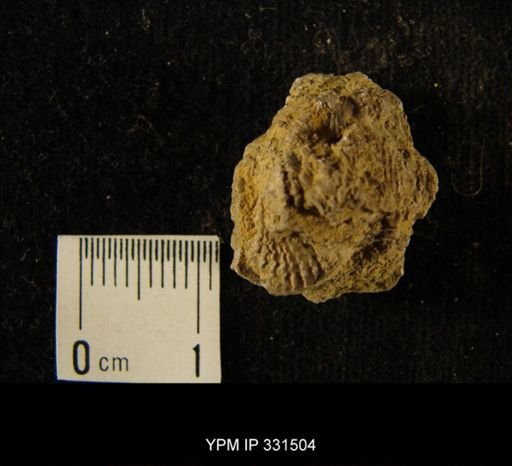 Phragmolites