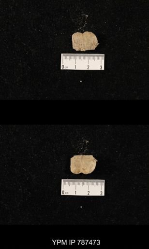 undet. Brachiopoda
