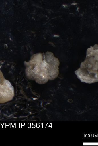 undet. Foraminiferida