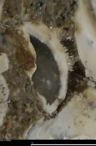Corbulamella gregaria