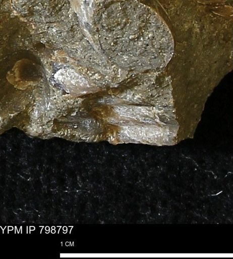 Hoploscaphites