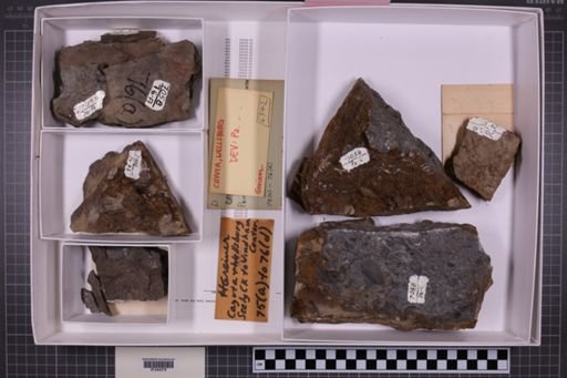 mixed taxa, stratigraphic collection