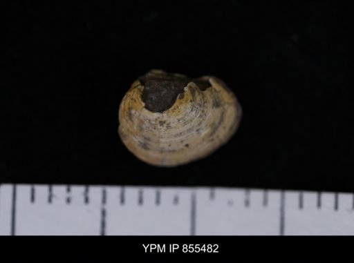 Limopsis striatopunctatus
