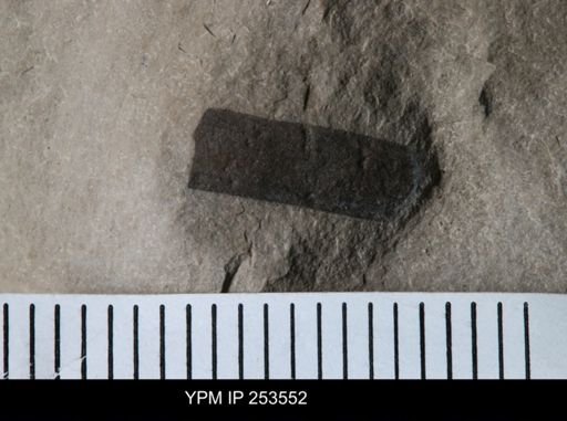 Eurypterus sp.