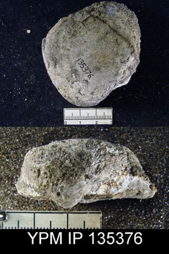 Productus (Linoproductus) lineatus
