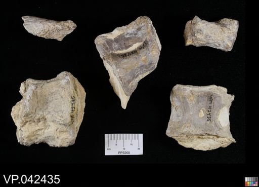 undet. Ichthyodectidae