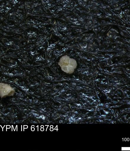 undet. Rugoglobigerinidae