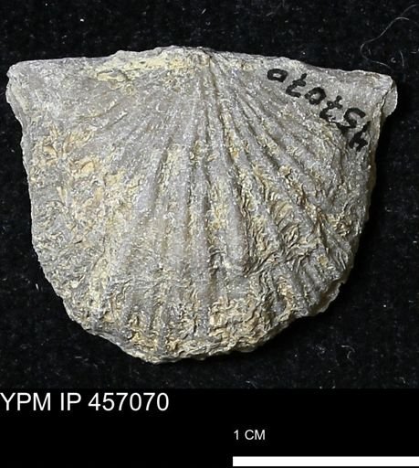 Stropheodonta sp.