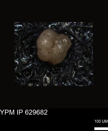 undet. Foraminiferida