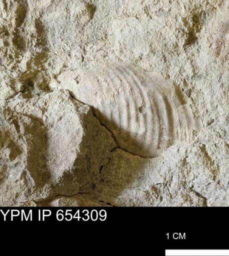 Inoceramidae