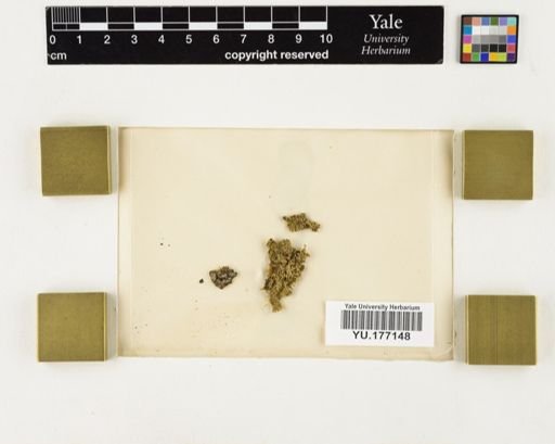 Plantae