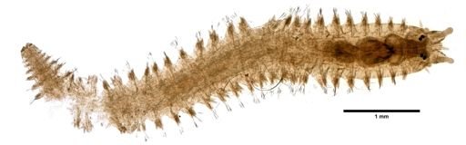 Nereididae