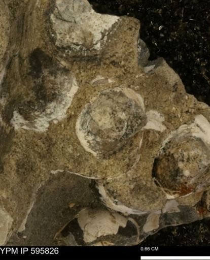 Protocardia sp.