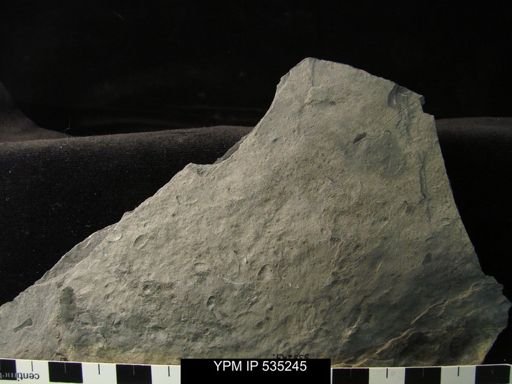 Ostracoda