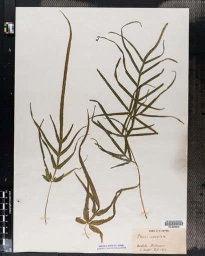 Pteris