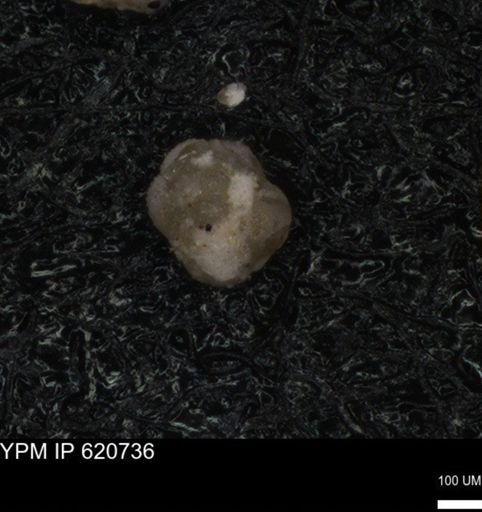 undet. Foraminiferida