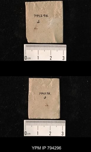 undet. Hexapoda