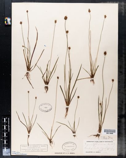 Xyris difformis