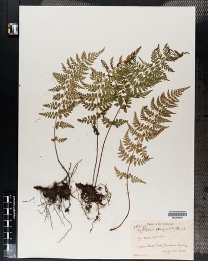 Cystopteris fragilis